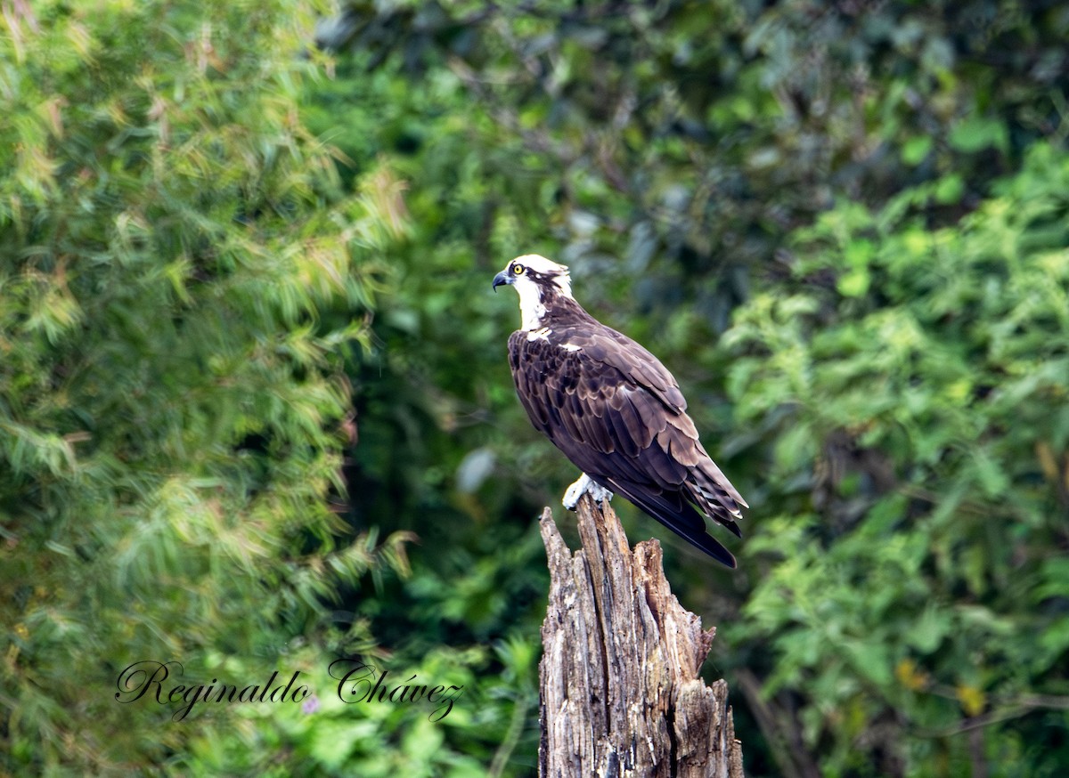 Osprey - ML626762595