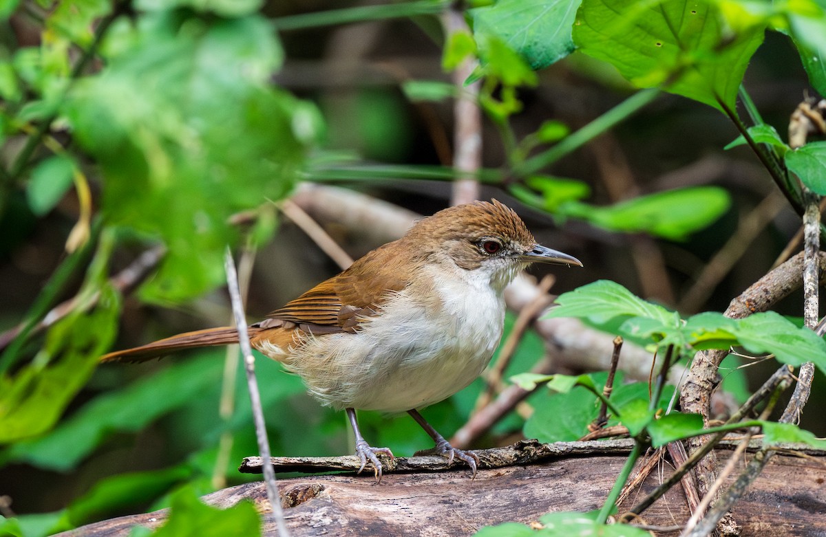 Terrestrial Brownbul - ML626762596