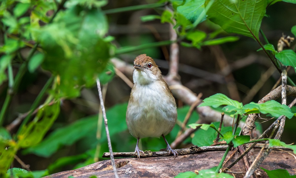 Terrestrial Brownbul - ML626762597