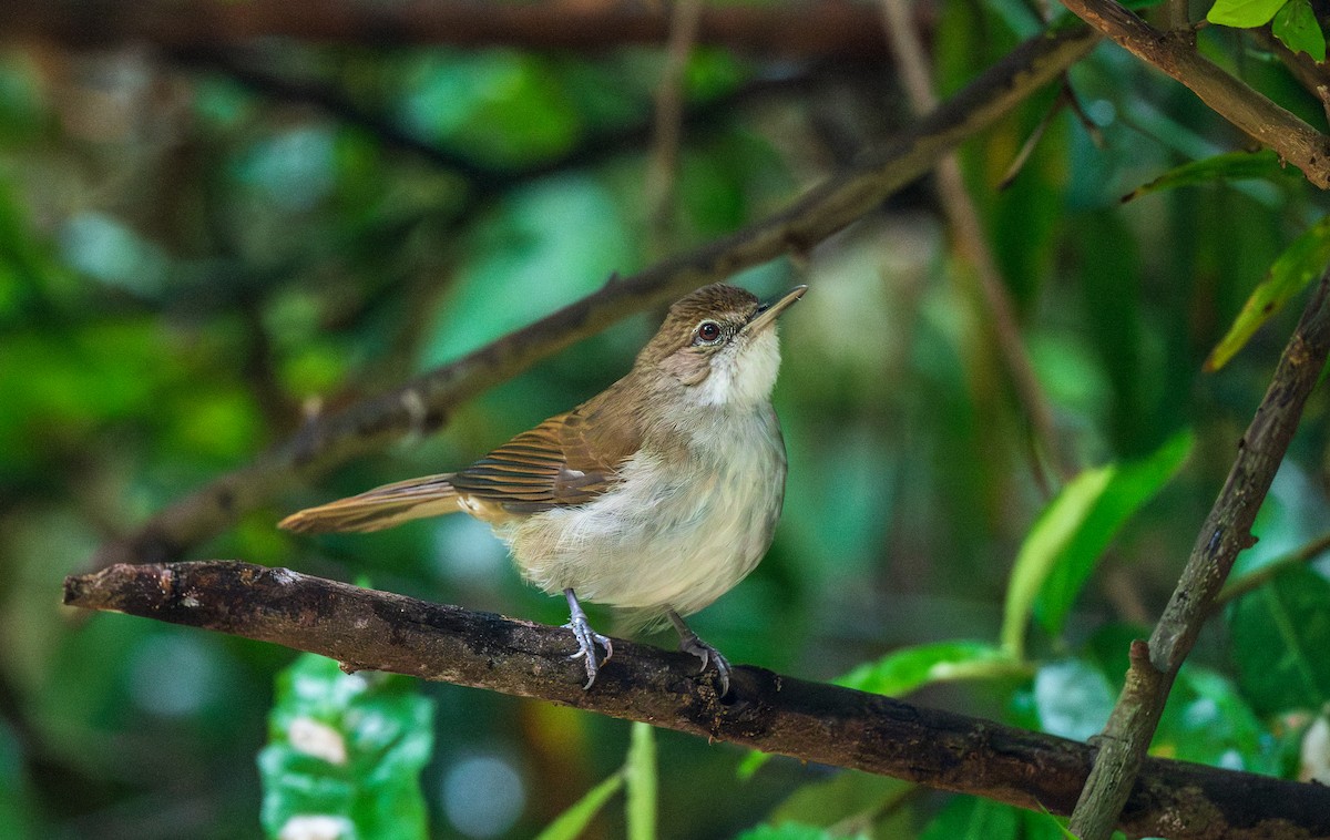 Terrestrial Brownbul - ML626762598