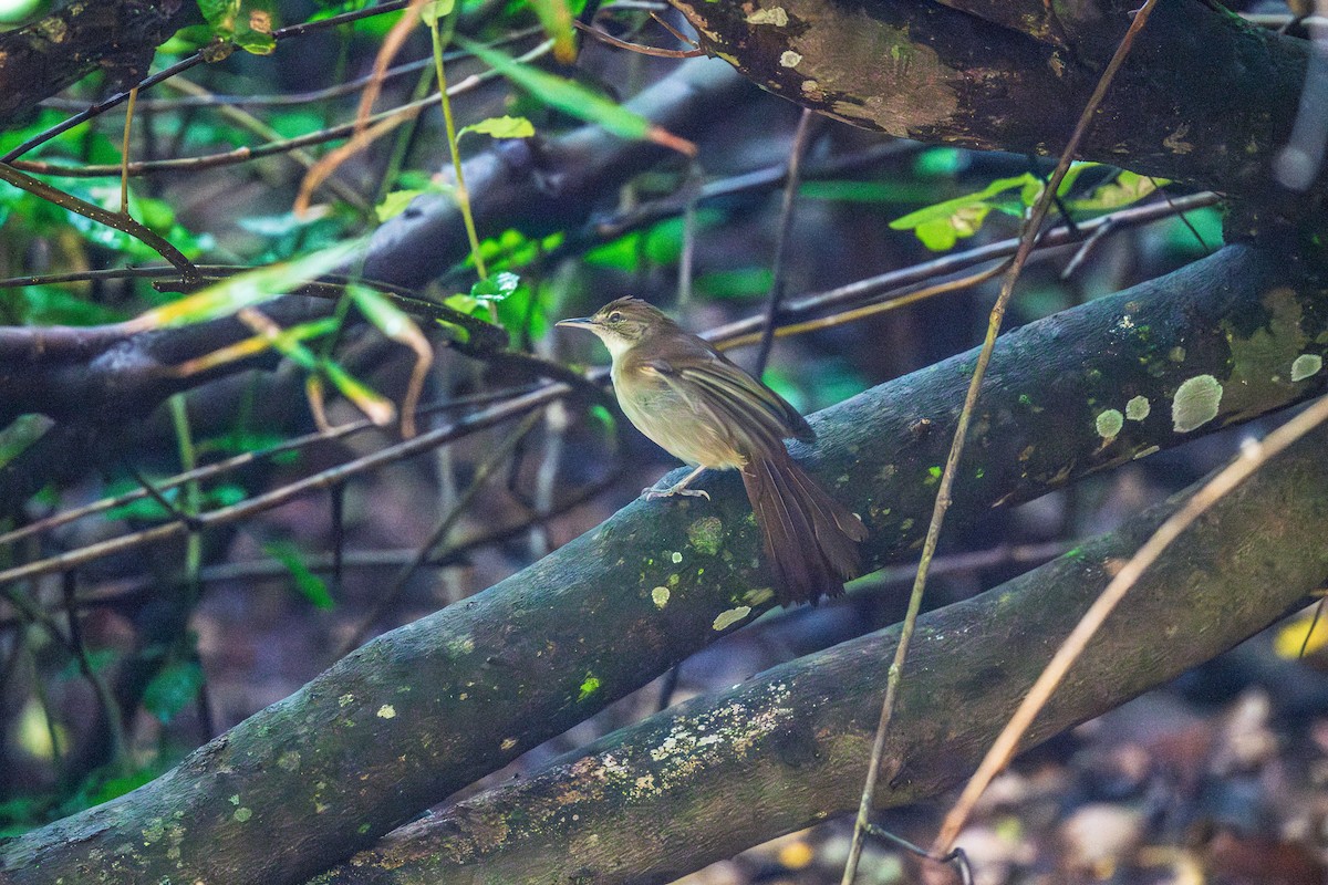 Terrestrial Brownbul - ML626762599