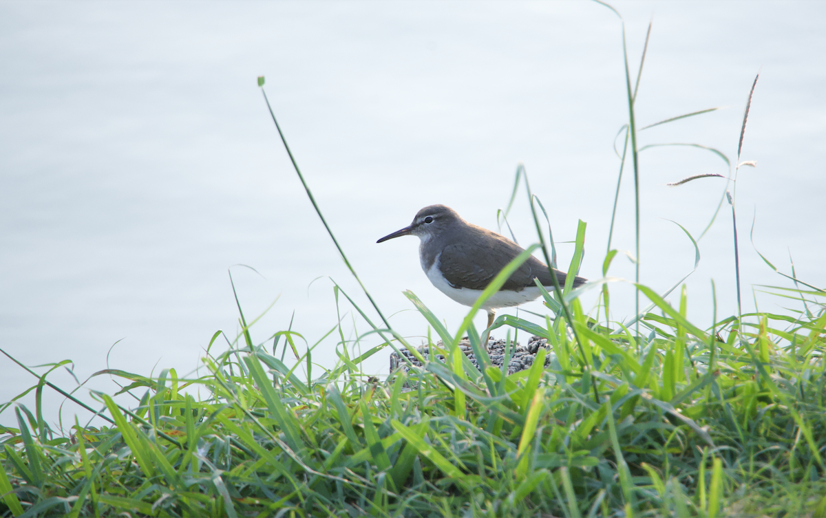 Spotted Sandpiper - ML626762677