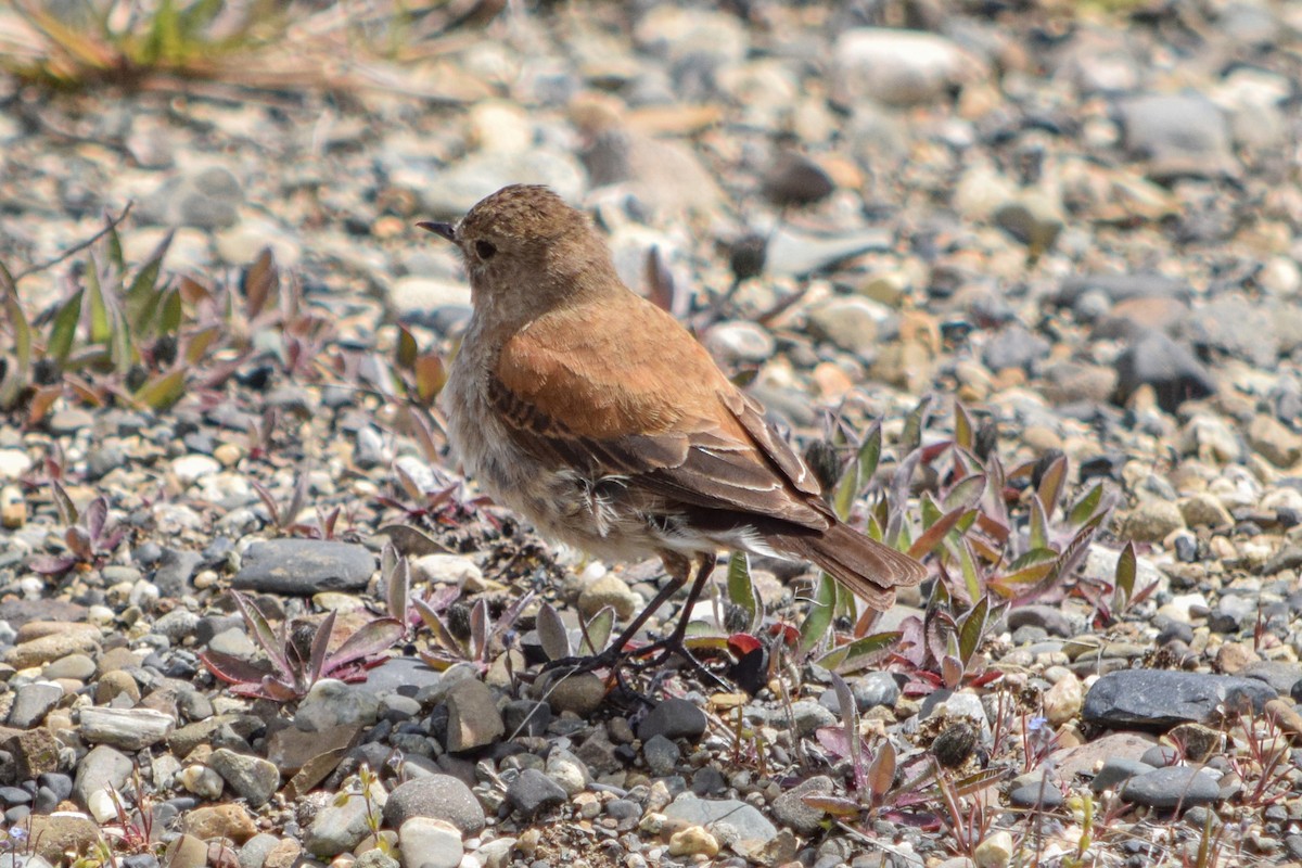 Austral Negrito - ML626762829