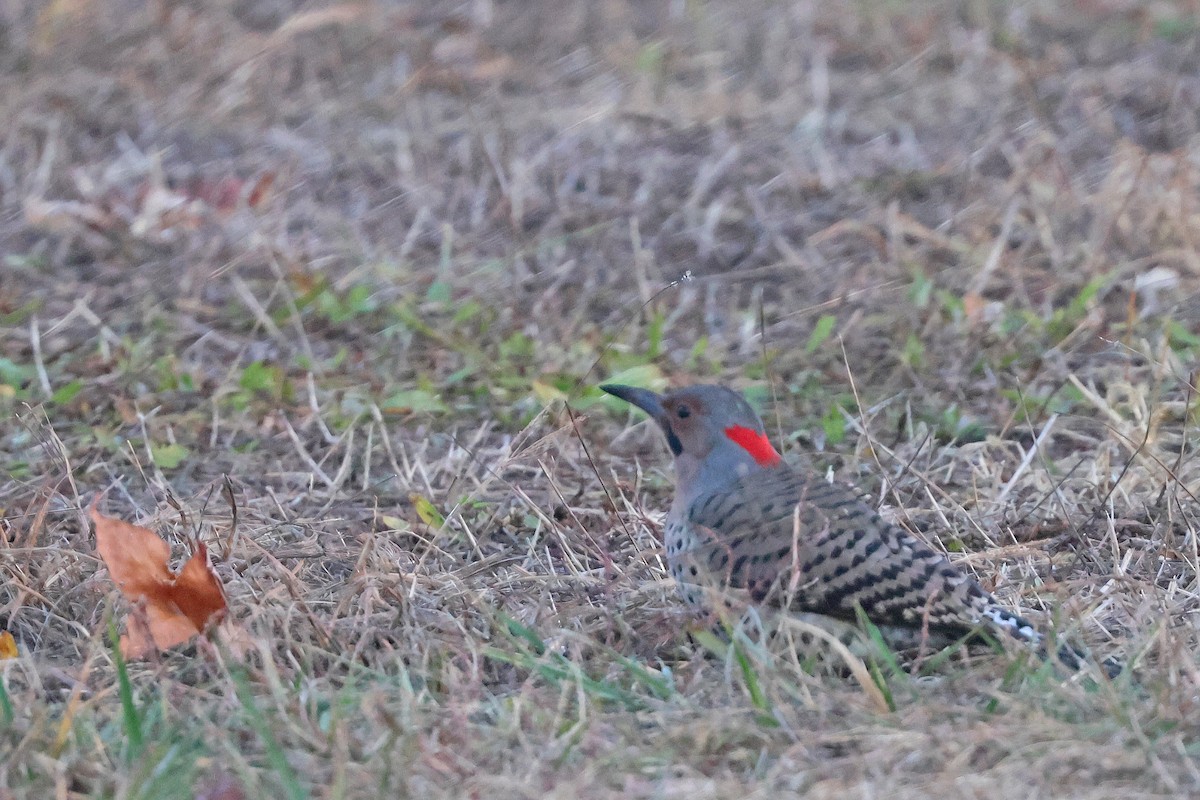Northern Flicker (Yellow-shafted) - ML626763050