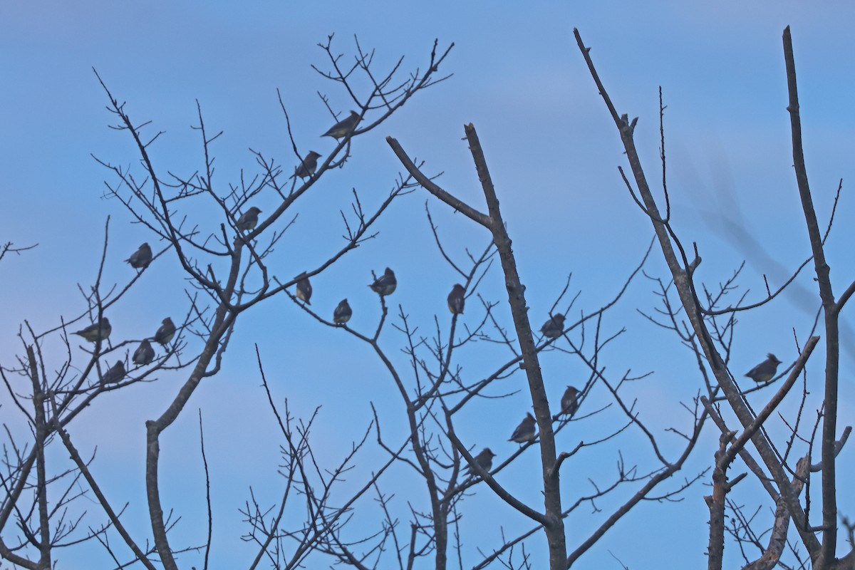 Cedar Waxwing - ML626763072