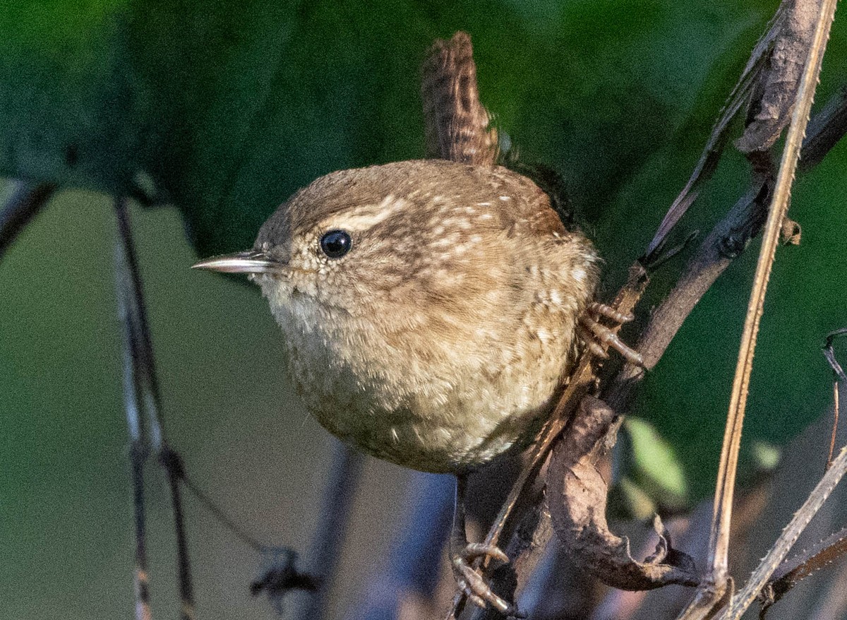 Winter Wren - ML626763079