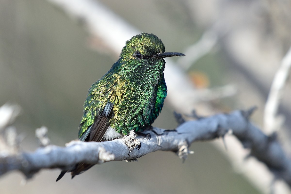 Blue-tailed Emerald - Michiel Oversteegen