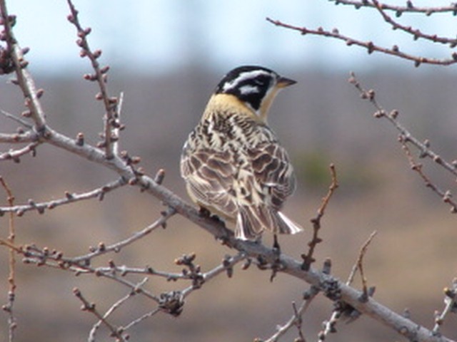 Smith's Longspur - ML62676331