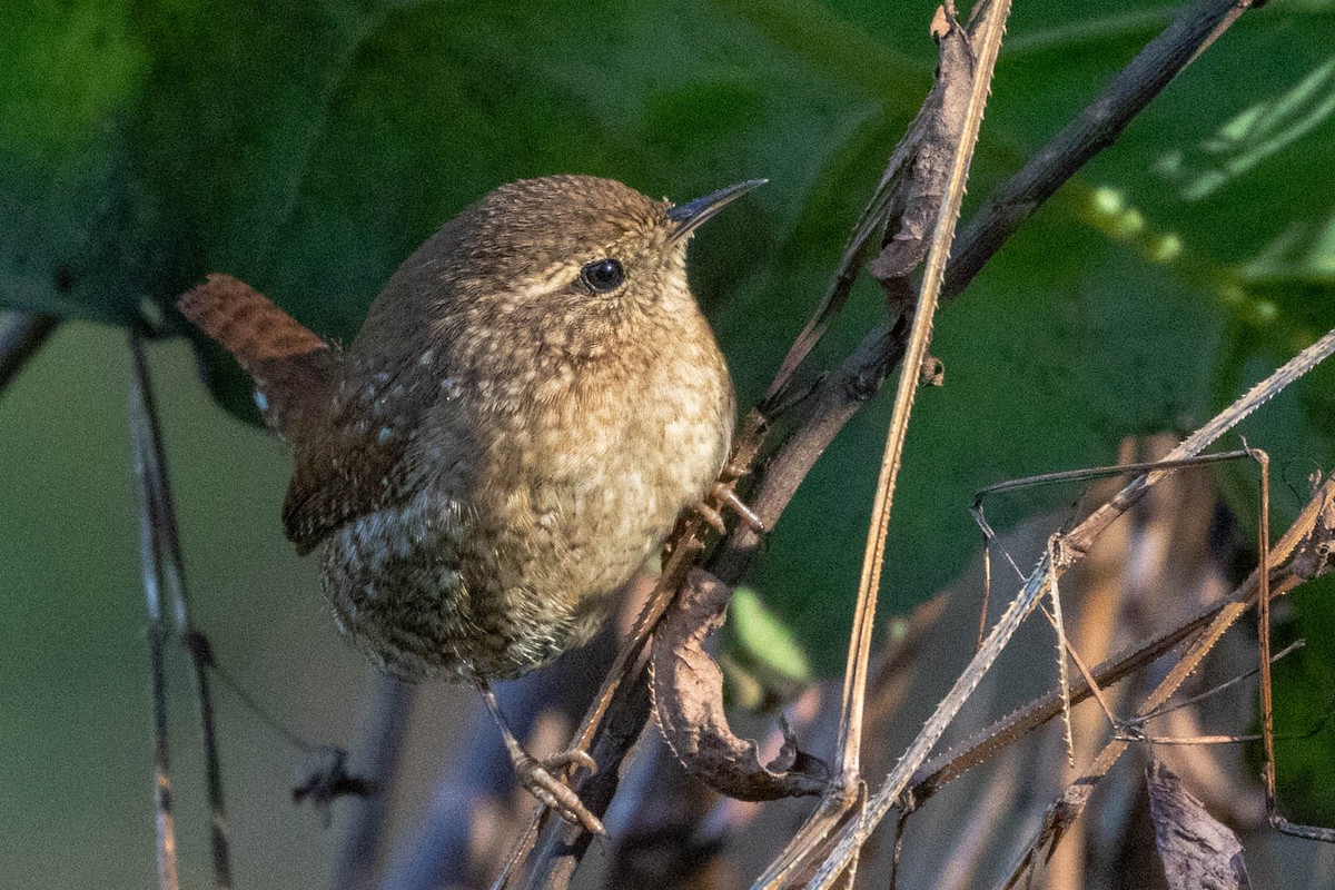 Winter Wren - ML626763329