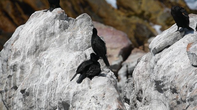 Crowned Cormorant - ML626763350