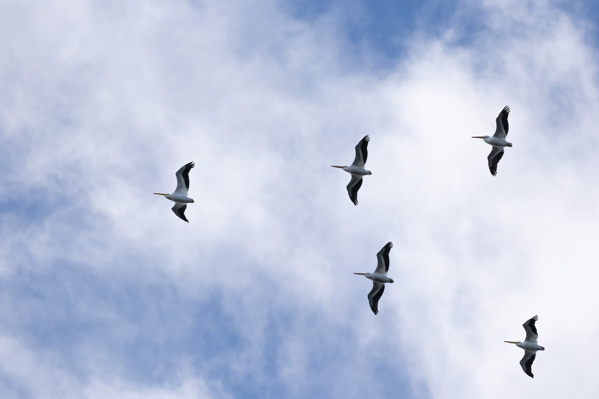 American White Pelican - ML626763379