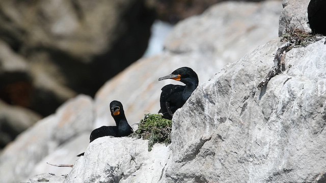 Cape Cormorant - ML626763392