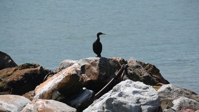 Cormoran des bancs - ML626763435