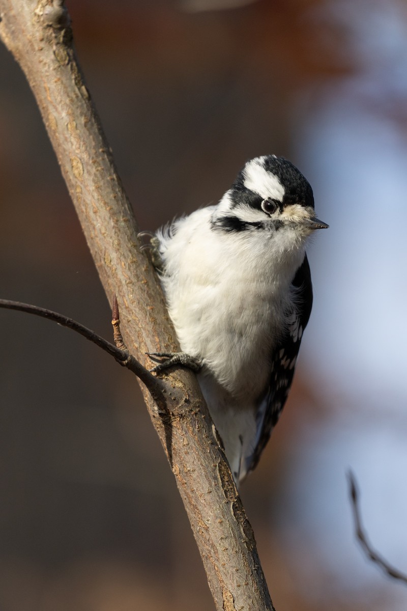Downy Woodpecker (Eastern) - ML626763507