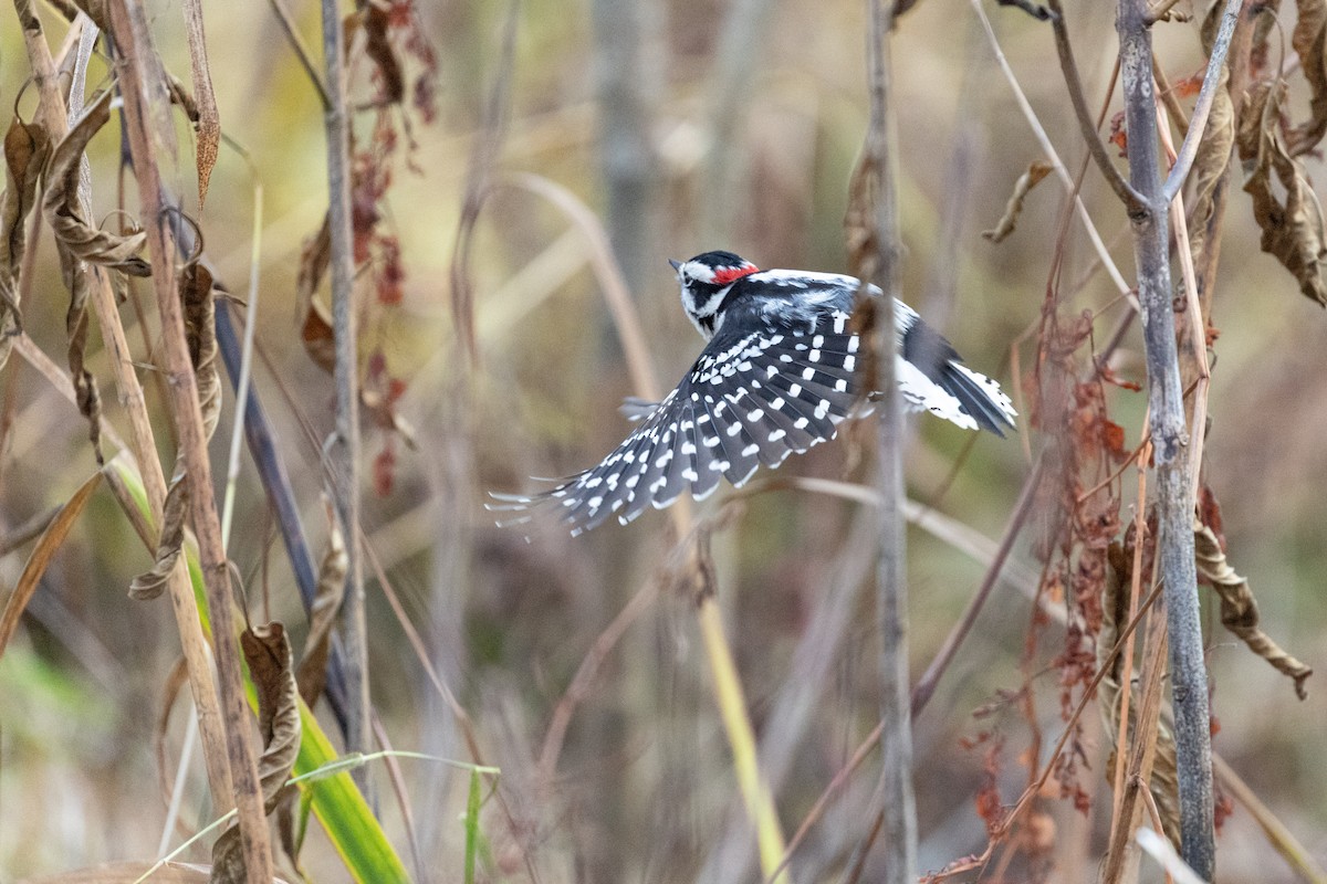 Downy Woodpecker (Eastern) - ML626763508