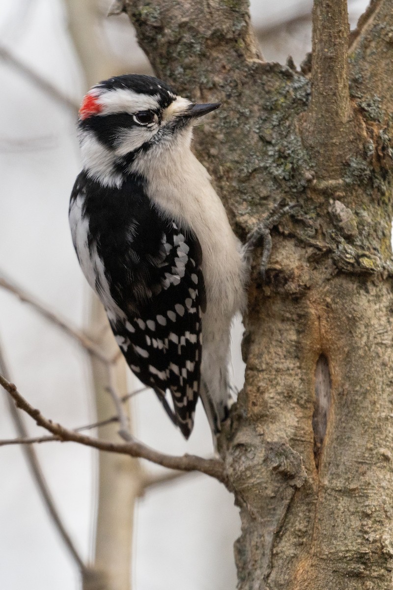 Downy Woodpecker (Eastern) - ML626763509