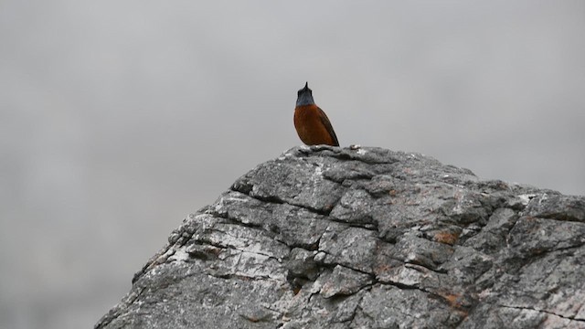 Cape Rock-Thrush - ML626763517