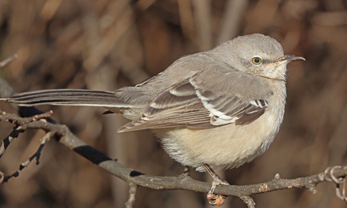 Northern Mockingbird - ML626763524