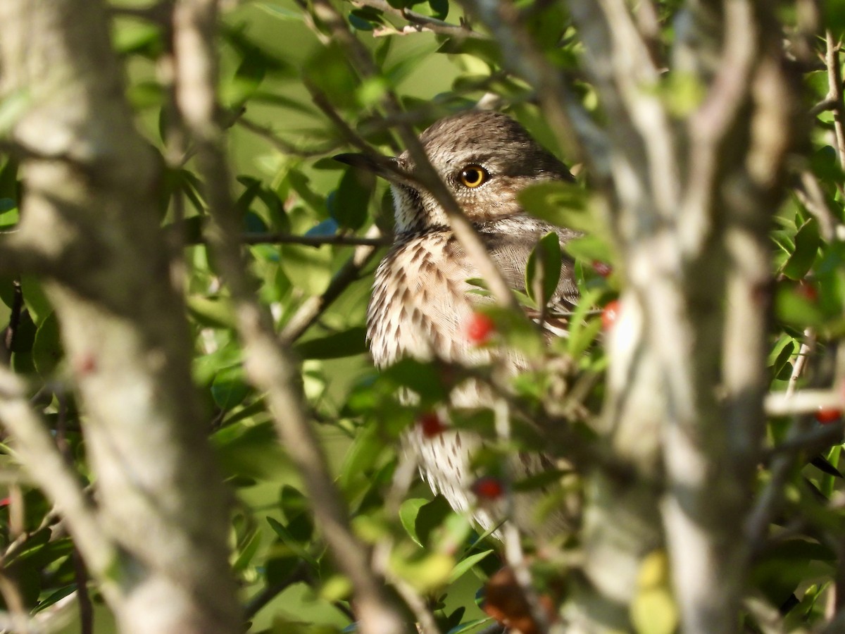 Sage Thrasher - ML626763542