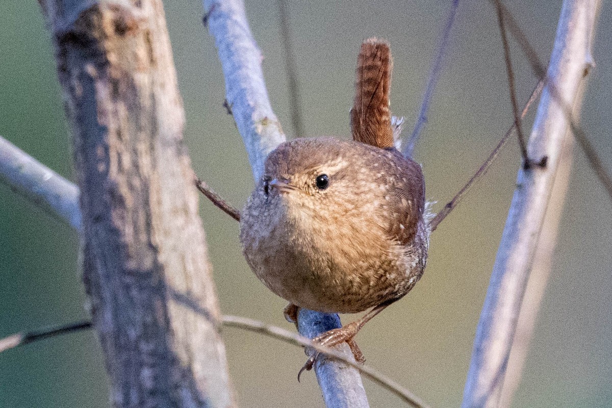 Winter Wren - ML626763562