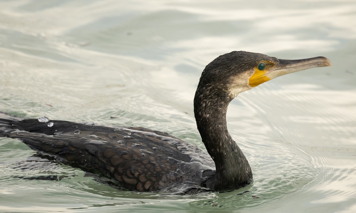 Great Cormorant - ML626763701