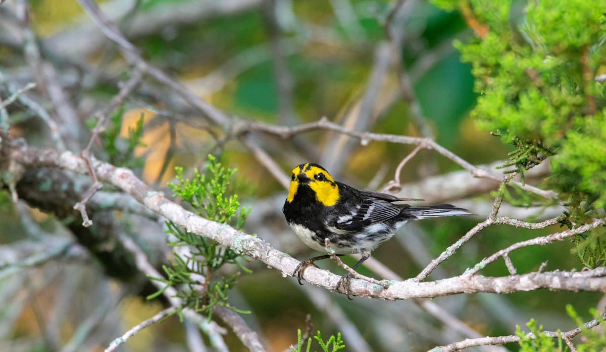 Golden-cheeked Warbler - ML626763720