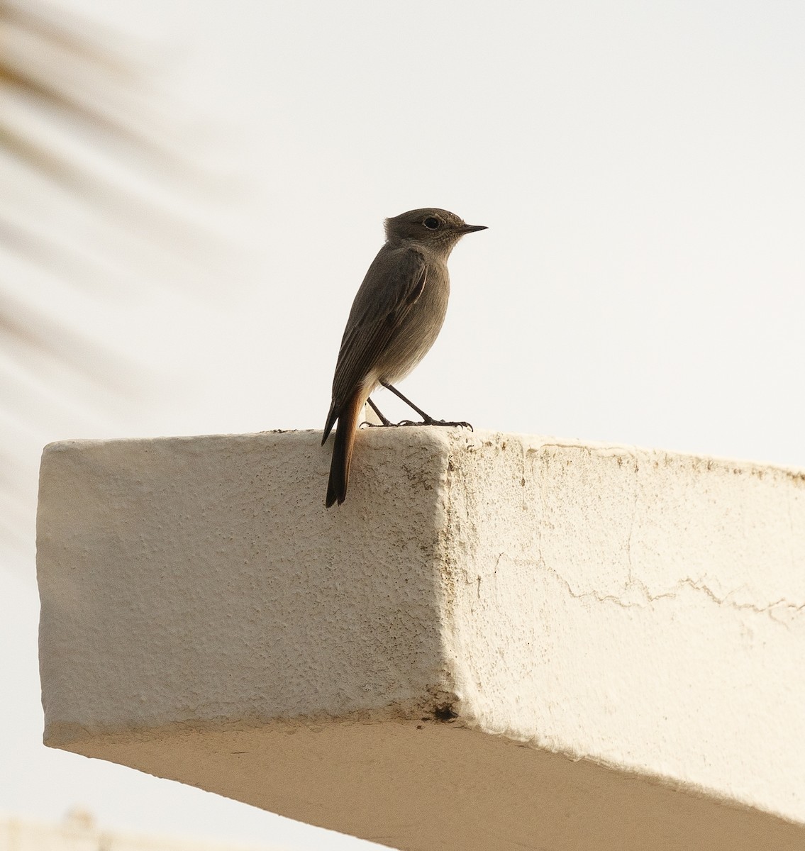 Black Redstart - ML626763733