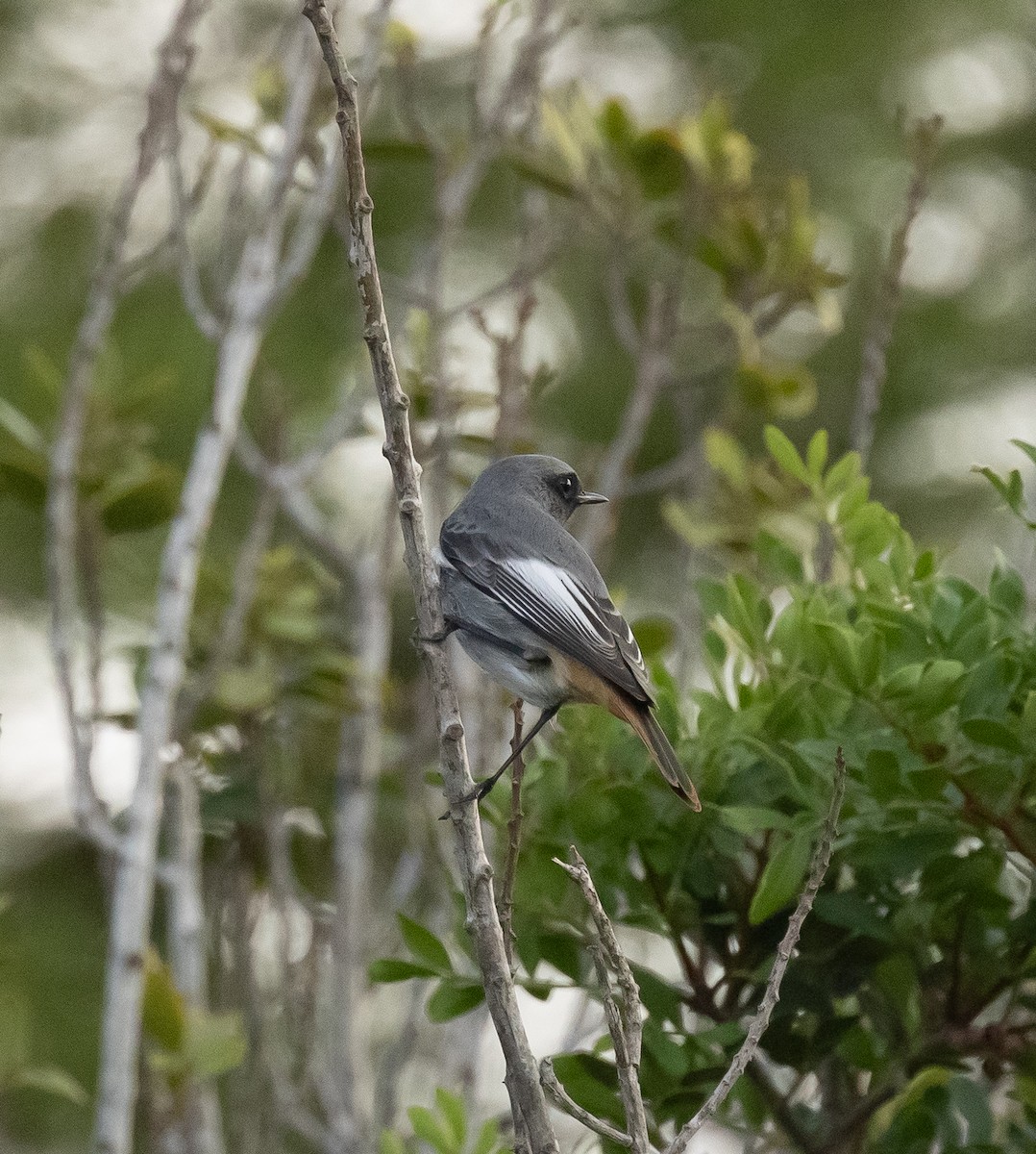 Black Redstart - ML626763734