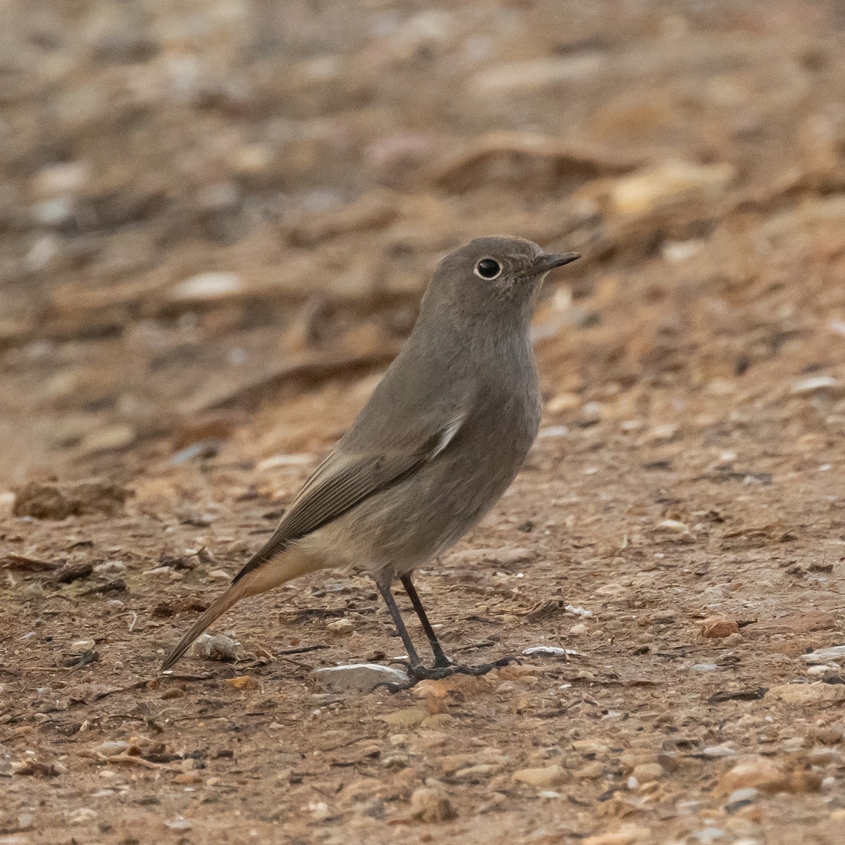 Black Redstart - ML626763735