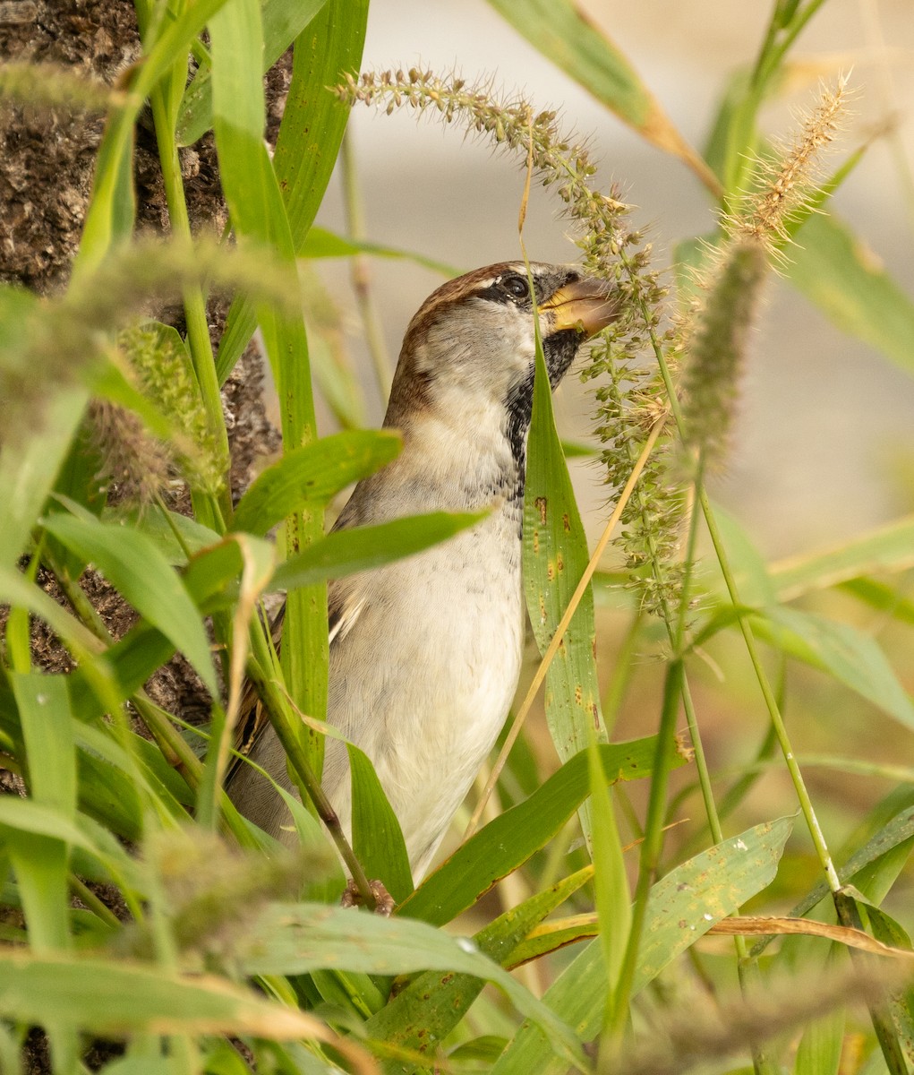 House Sparrow - ML626763748
