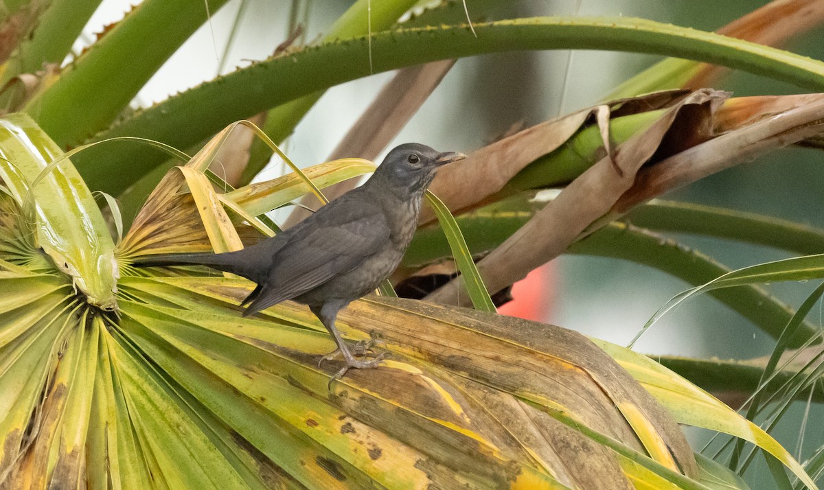 Eurasian Blackbird - ML626763767