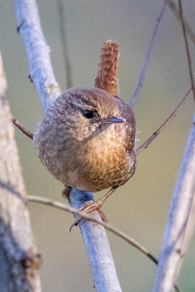 Winter Wren - ML626763812