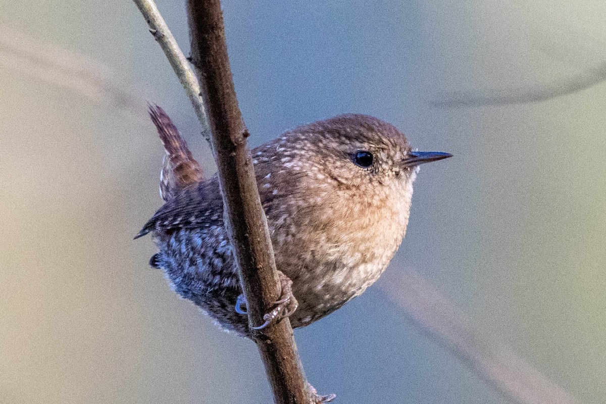 Winter Wren - ML626763876