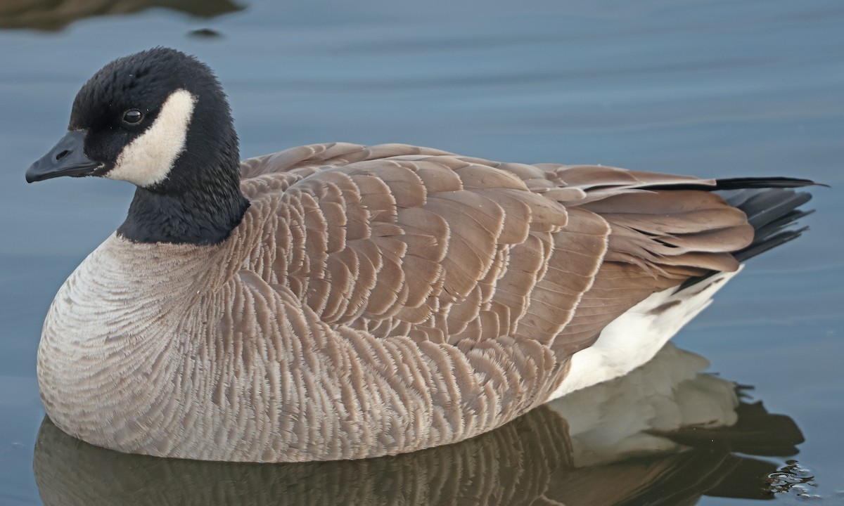 Cackling Goose - ML626763927