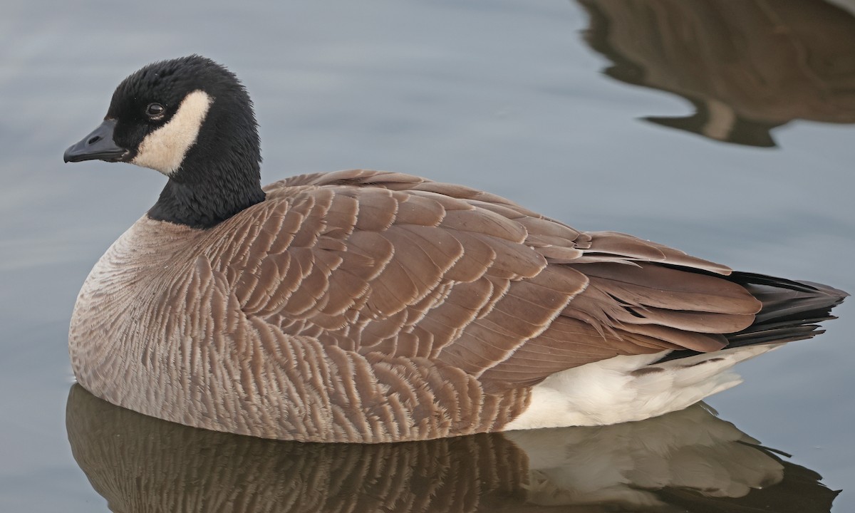 Cackling Goose - ML626763929