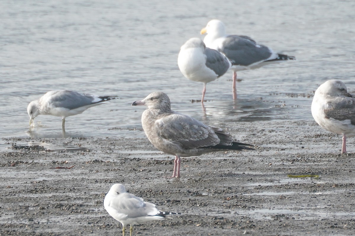 American Herring Gull - ML626764144