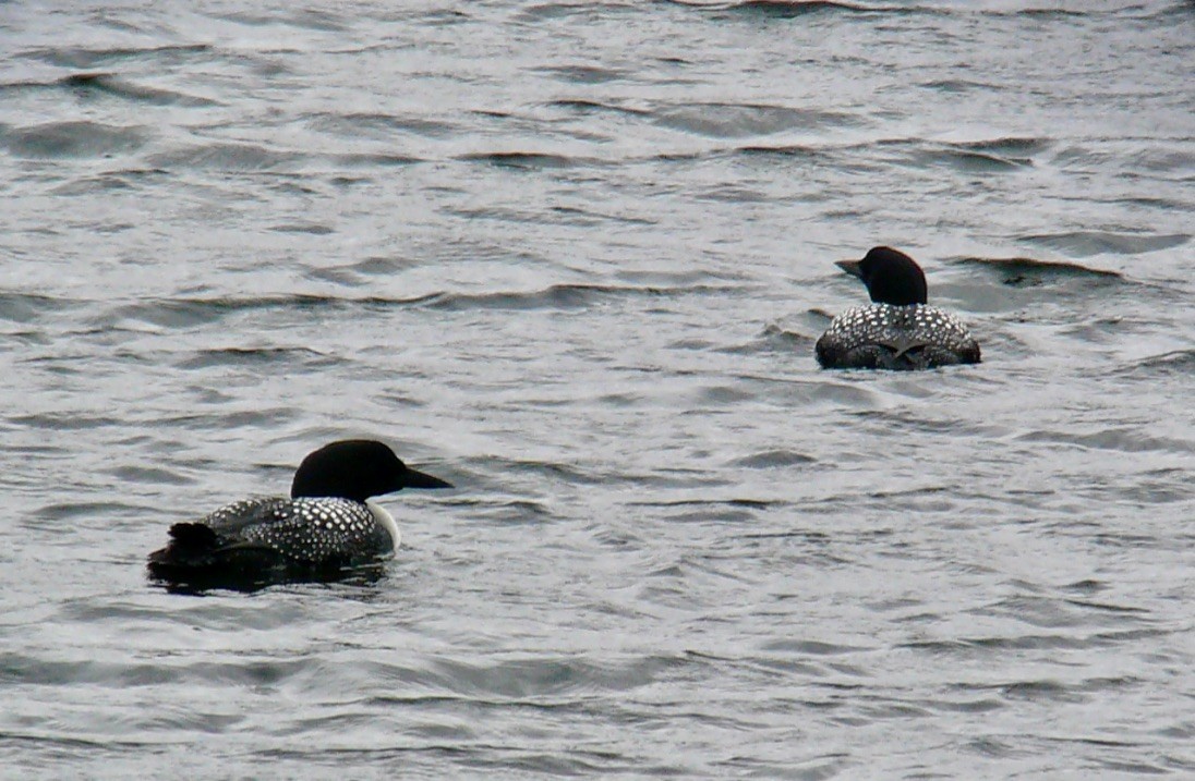 Common Loon - ML626764189