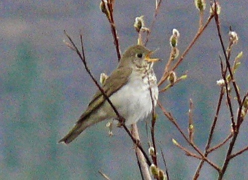 Gray-cheeked Thrush - ML626764197