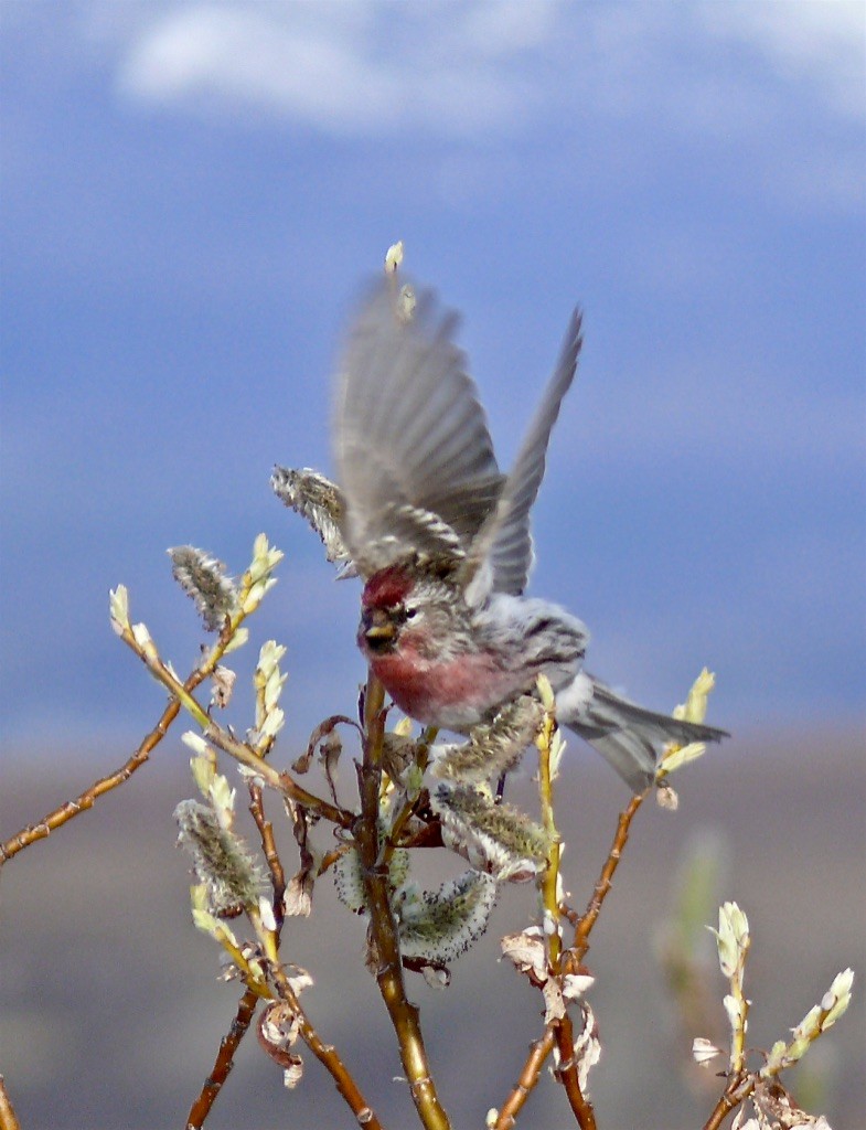 Redpoll (Common) - ML626764283