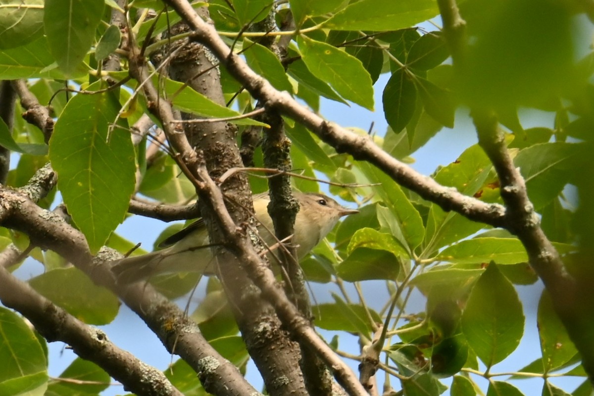 Empidonax sp. - ML626764369