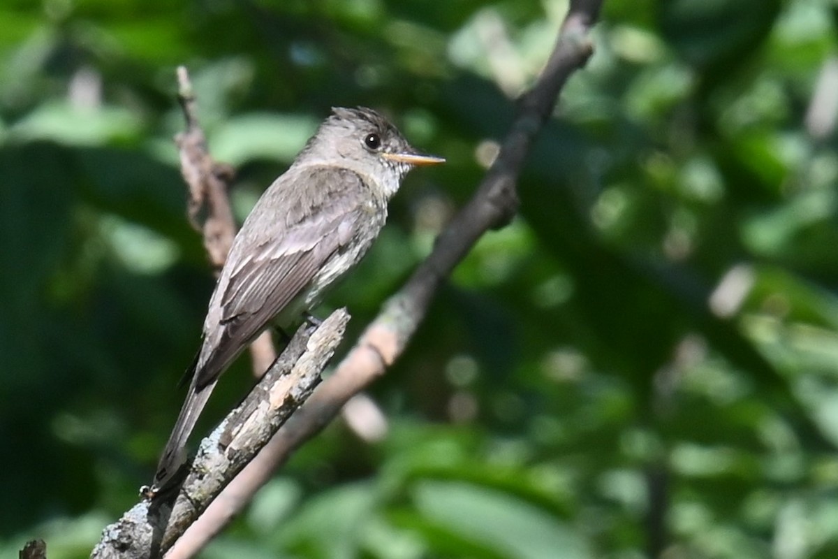 Empidonax sp. - ML626764370