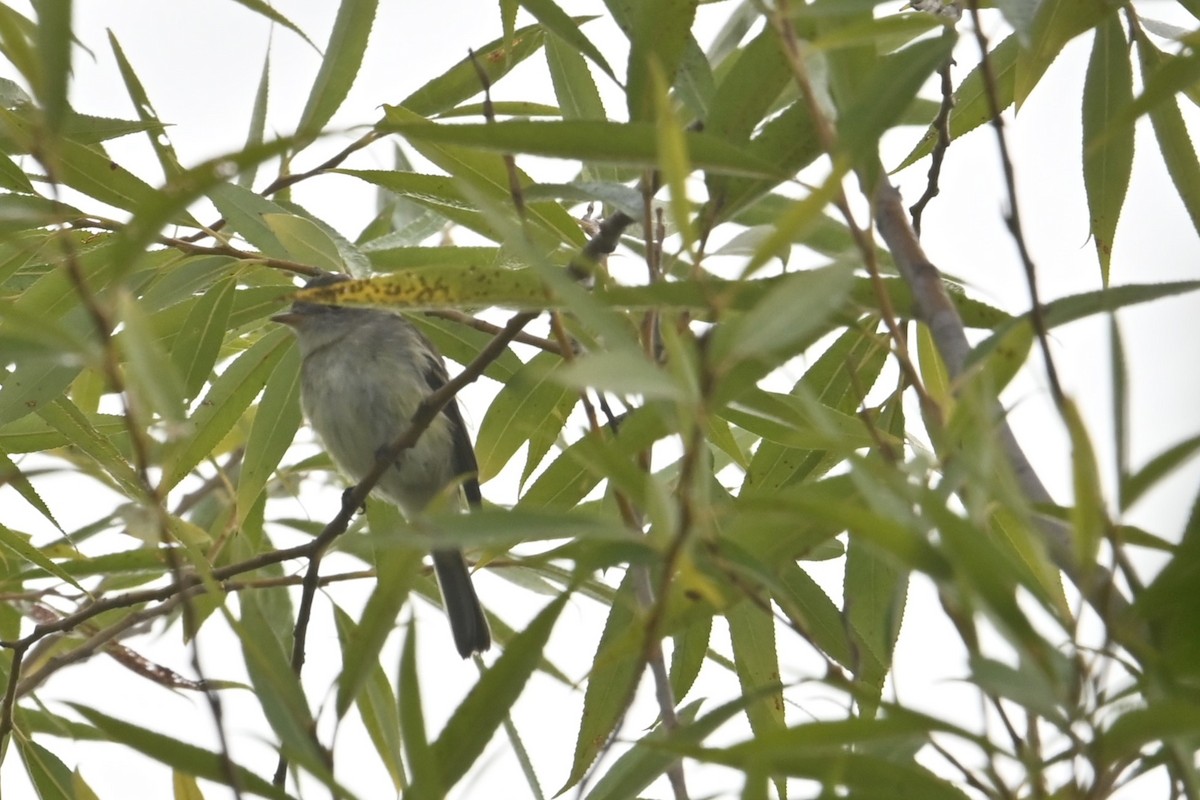 Empidonax sp. - ML626764372