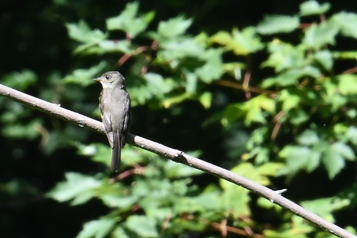 Empidonax sp. - ML626764373