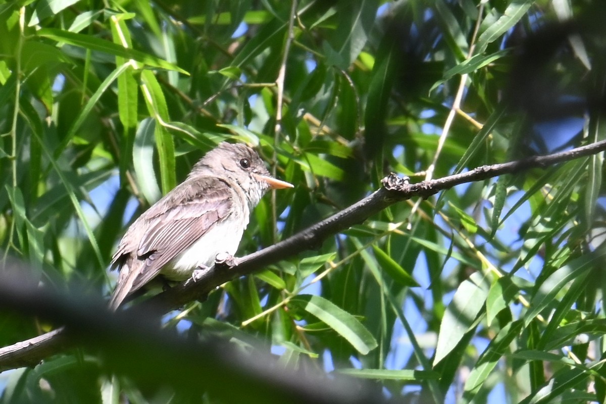 Empidonax sp. - ML626764375