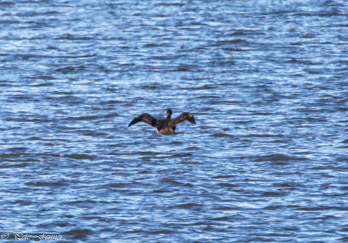 Common Loon - ML626764380