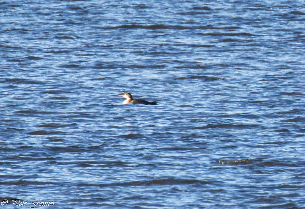 Common Loon - ML626764382
