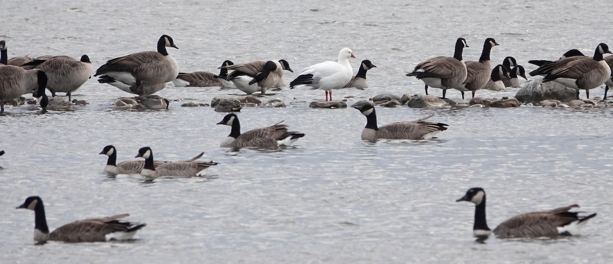 Ross's Goose - ML626764436