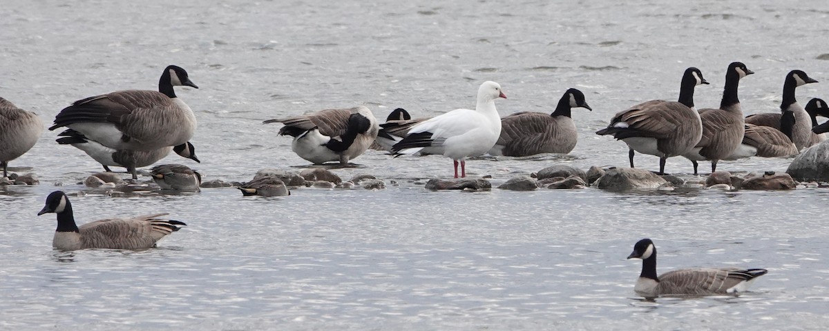 Ross's Goose - ML626764439