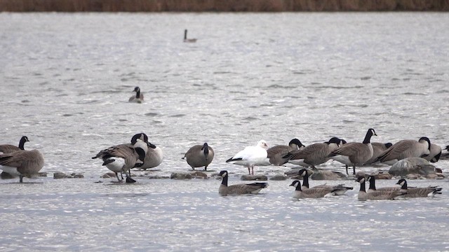 Ross's Goose - ML626764470