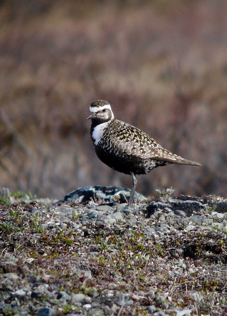 American Golden-Plover - ML626764526